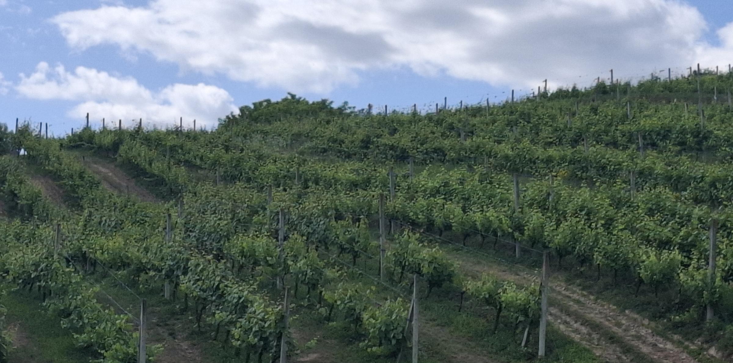 Rzędy winorośli na zboczu wzgórza w winnicy pod Sandomierzem
